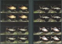 (2016) MiNr. 4861 - 4864 ** - 4 x 2 + 2,5 + 3,7 + 6 Zl - Polsko - 4-bl - Ohrožené druhy ryb