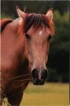 Postkarten Ponynka.cz - Satz von 7 Postkarten Pferde (1-7/2018)